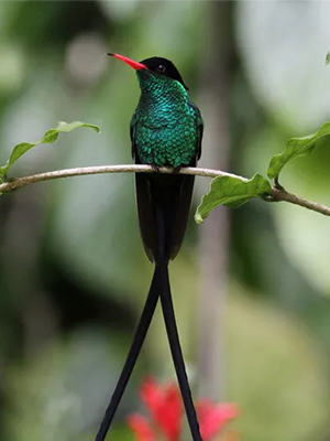 jamaica humming bird